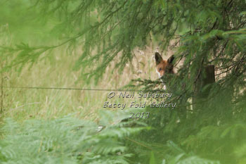 Fox Photography by wildlife photographer Neil Salisbury Betty Fold Gallery